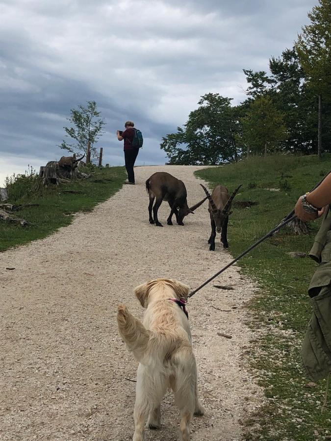 Millies Hosting - Familienurlaub Mit Hund In Kaernten Daire Sankt Paul im Lavanttal Dış mekan fotoğraf