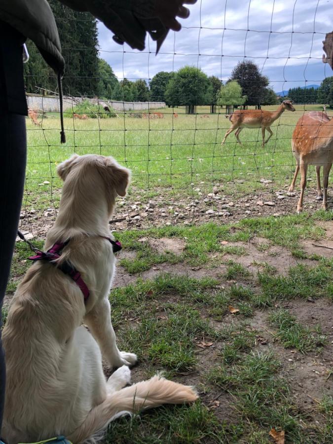 Millies Hosting - Familienurlaub Mit Hund In Kaernten Daire Sankt Paul im Lavanttal Dış mekan fotoğraf